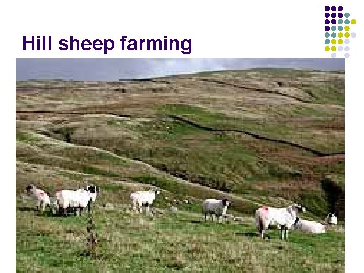 Hill sheep farming Hill sheep farming