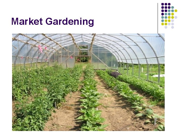 Market Gardening Market Gardening