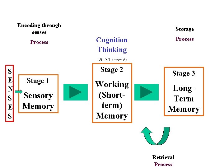 Encoding through senses Process Storage Cognition Thinking Process 20 -30 seconds S E N