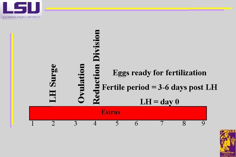 Reduction Division Ovulation LH Surge Eggs ready for fertilization Fertile period = 3 -6