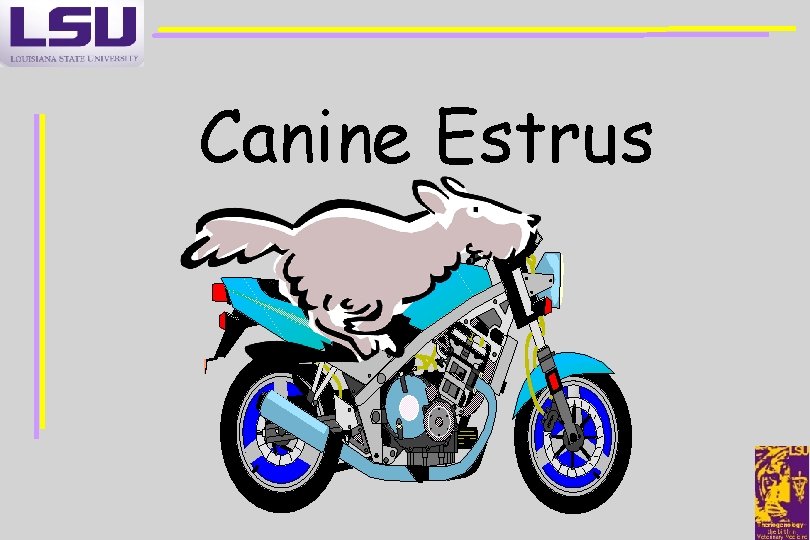Canine Estrus 