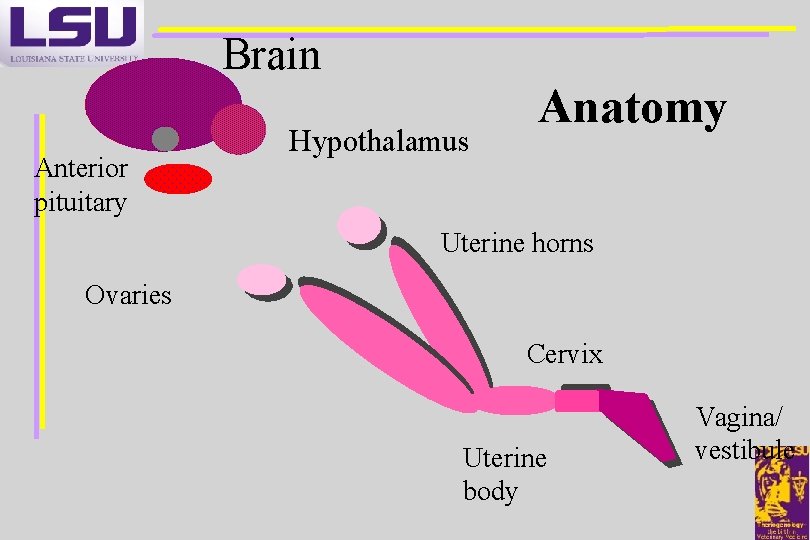 Brain Anterior pituitary Hypothalamus Anatomy Uterine horns Ovaries Cervix Uterine body Vagina/ vestibule 