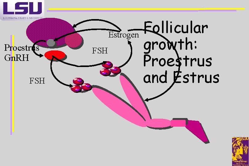 Proestrus Gn. RH FSH Follicular Estrogen growth: FSH Proestrus and Estrus 