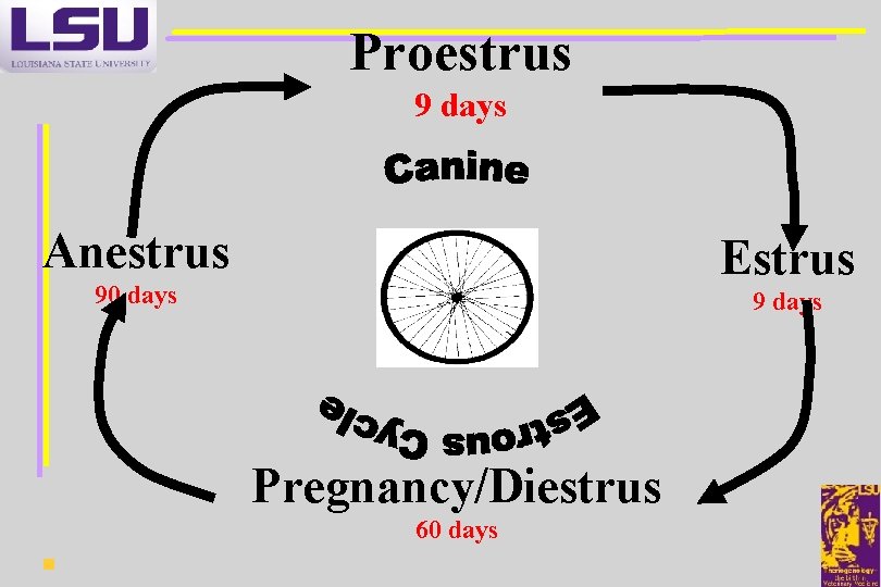 Proestrus 9 days Anestrus Estrus 90 days 9 days Pregnancy/Diestrus 60 days 
