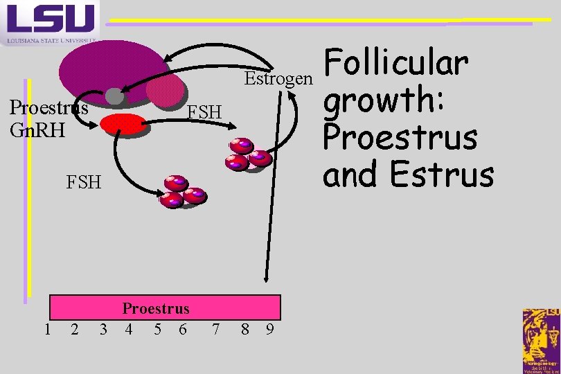 Proestrus Gn. RH FSH 1 2 Proestrus 3 4 5 6 7 Follicular Estrogen