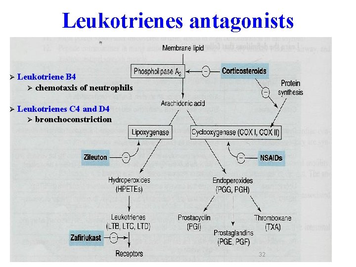 Leukotrienes antagonists Ø Leukotriene B 4 Ø chemotaxis of neutrophils Ø Leukotrienes C 4 Leukotrienes antagonists Ø Leukotriene B 4 Ø chemotaxis of neutrophils Ø Leukotrienes C 4