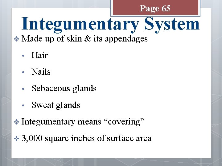 Page 65 Integumentary System v Made up of skin & its appendages • Hair