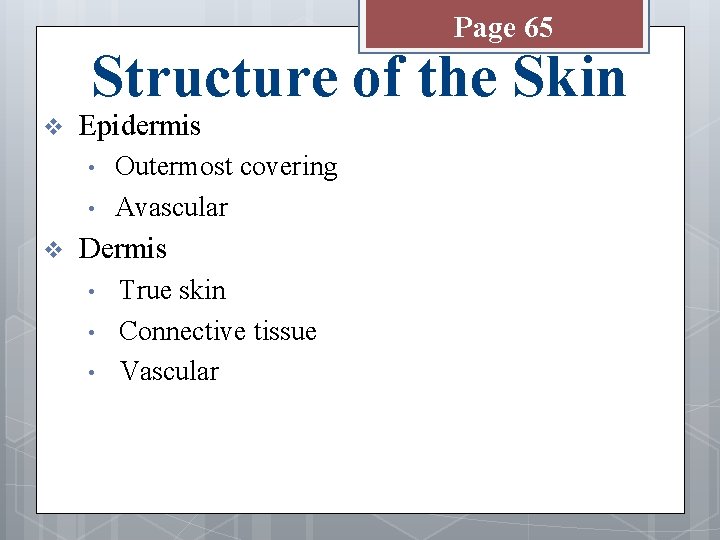 Page 65 Structure of the Skin v Epidermis • • v Outermost covering Avascular
