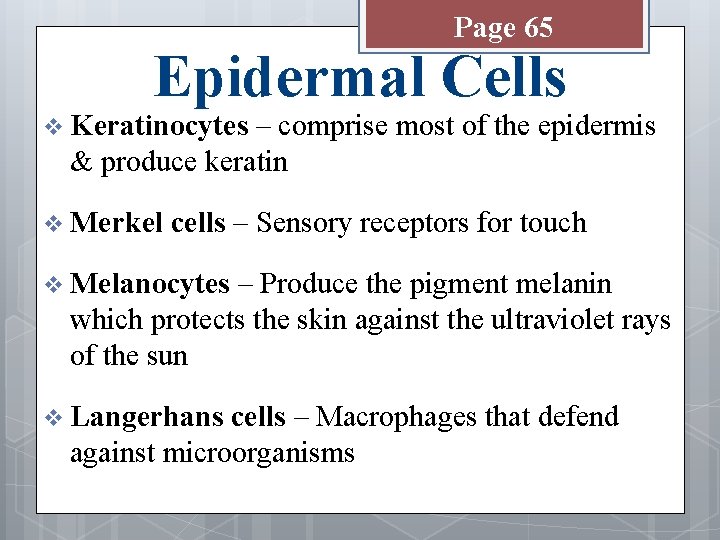 Page 65 Epidermal Cells v Keratinocytes – comprise most of the epidermis & produce