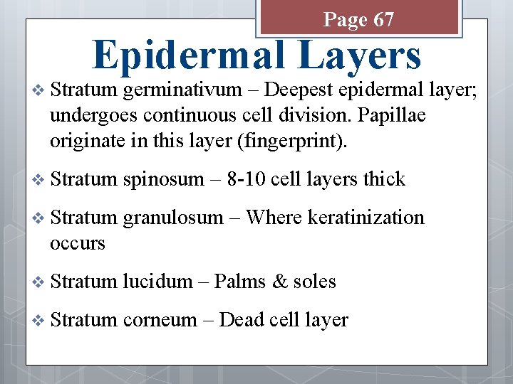Page 67 Epidermal Layers v Stratum germinativum – Deepest epidermal layer; undergoes continuous cell
