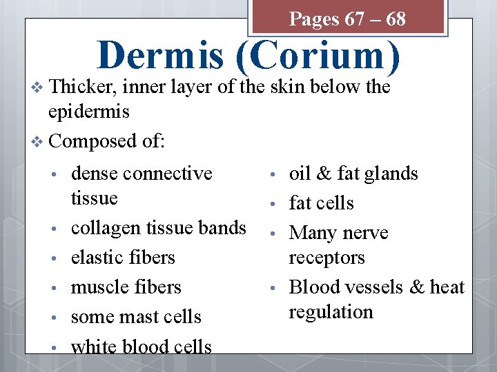 Pages 67 – 68 Dermis (Corium) v Thicker, inner layer of the skin below