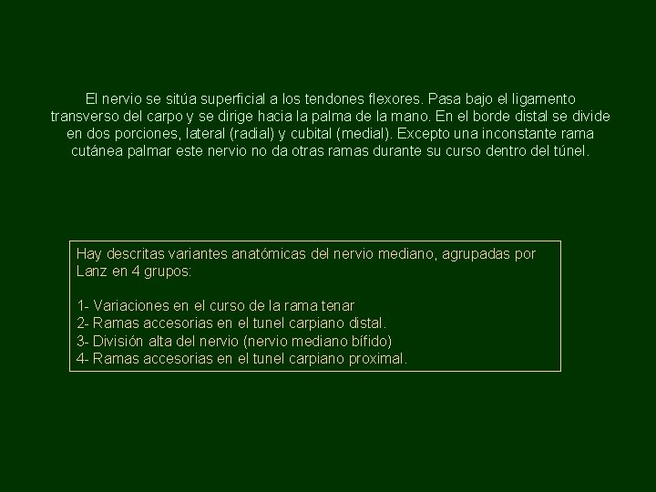 El nervio se sitúa superficial a los tendones flexores. Pasa bajo el ligamento transverso