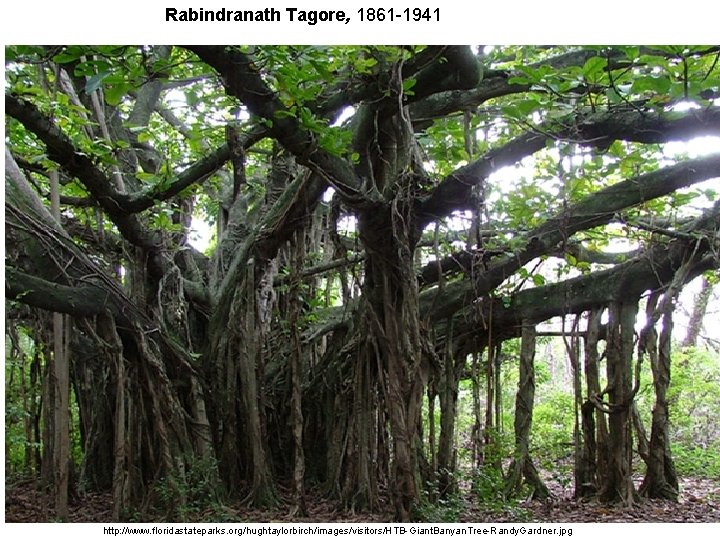 Rabindranath Tagore, 1861 -1941 http: //www. floridastateparks. org/hughtaylorbirch/images/visitors/HTB-Giant. Banyan. Tree-Randy. Gardner. jpg Rabindranath Tagore, 1861 -1941 http: //www. floridastateparks. org/hughtaylorbirch/images/visitors/HTB-Giant. Banyan. Tree-Randy. Gardner. jpg