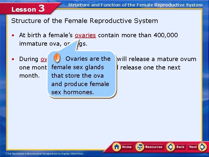Lesson 3 Structure and Function of the Female Reproductive System Structure of the Female