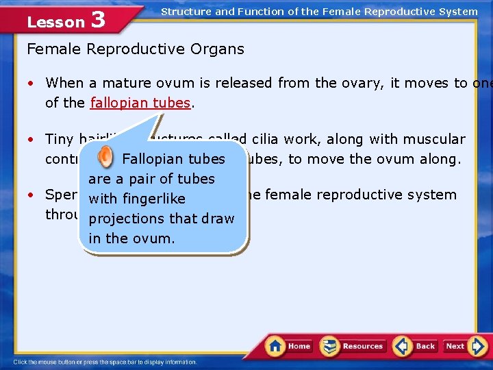 Lesson 3 Structure and Function of the Female Reproductive System Female Reproductive Organs •