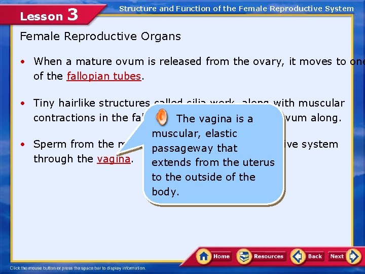 Lesson 3 Structure and Function of the Female Reproductive System Female Reproductive Organs •