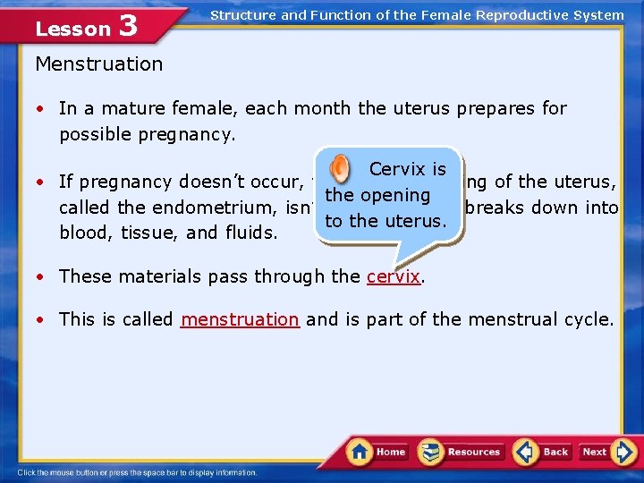 Lesson 3 Structure and Function of the Female Reproductive System Menstruation • In a