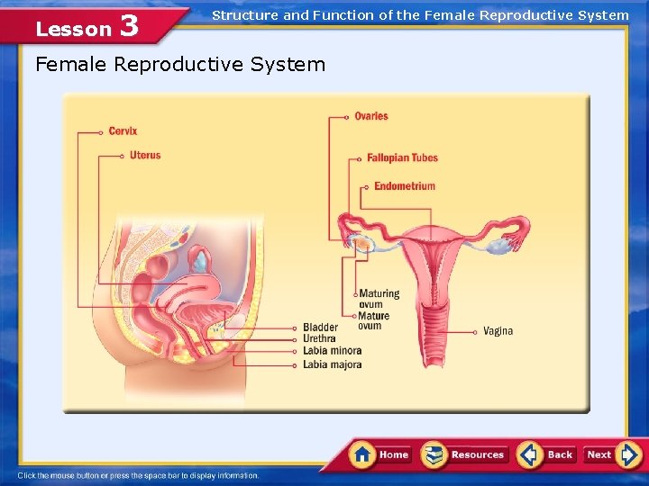 Lesson 3 Structure and Function of the Female Reproductive System 