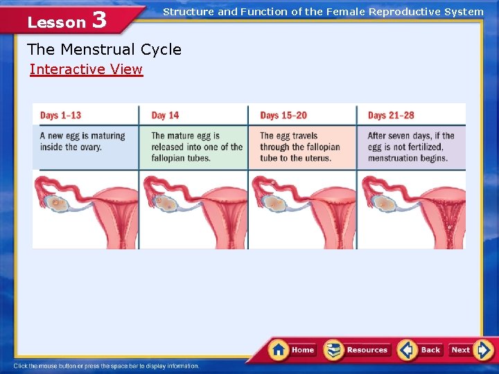 Lesson 3 Structure and Function of the Female Reproductive System The Menstrual Cycle Interactive