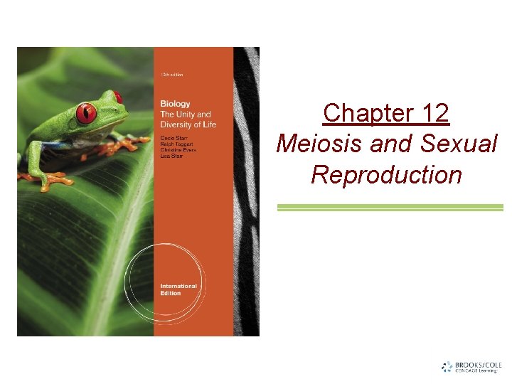 Chapter 12 Meiosis and Sexual Reproduction 
