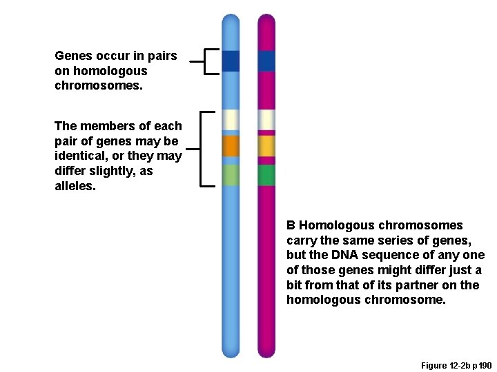 Genes occur in pairs on homologous chromosomes. The members of each pair of genes