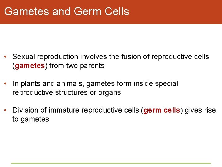 Gametes and Germ Cells • Sexual reproduction involves the fusion of reproductive cells (gametes)