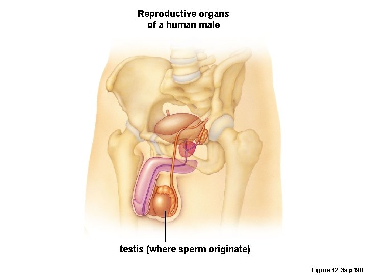 Reproductive organs of a human male testis (where sperm originate) Figure 12 -3 a
