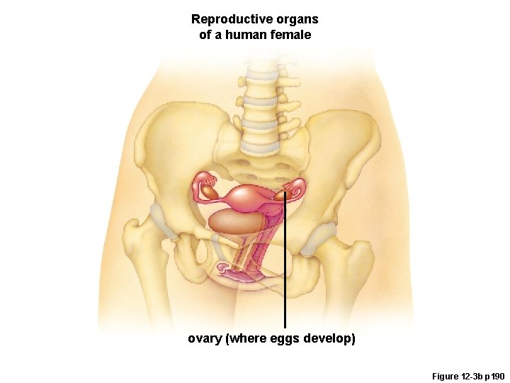 Reproductive organs of a human female ovary (where eggs develop) Figure 12 -3 b