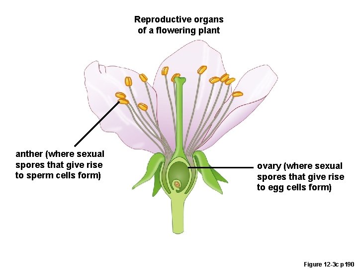 Reproductive organs of a flowering plant anther (where sexual spores that give rise to