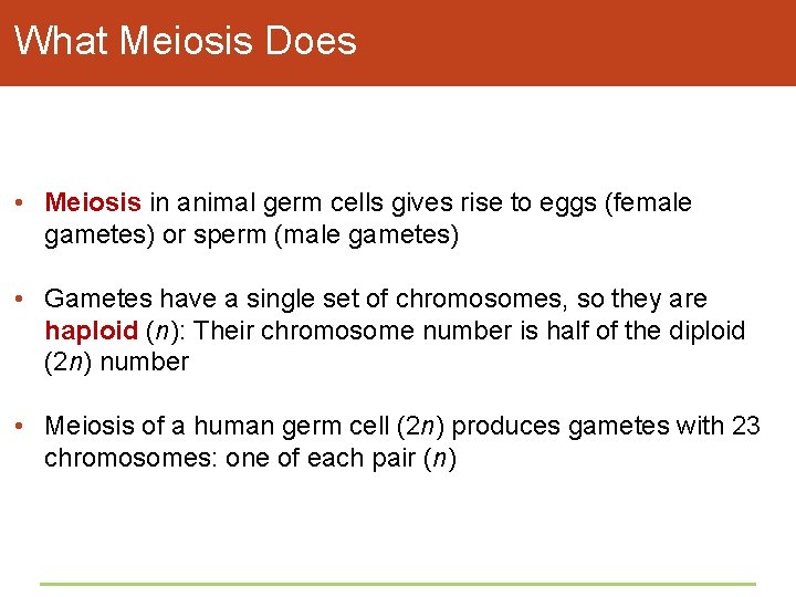 What Meiosis Does • Meiosis in animal germ cells gives rise to eggs (female