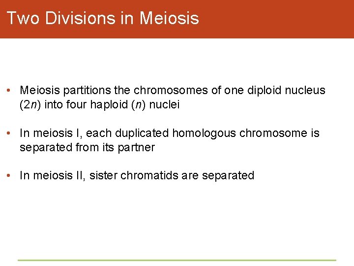 Two Divisions in Meiosis • Meiosis partitions the chromosomes of one diploid nucleus (2