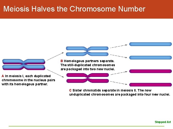 Meiosis Halves the Chromosome Number B Homologous partners separate. The still-duplicated chromosomes are packaged