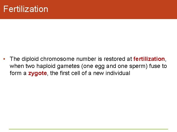 Fertilization • The diploid chromosome number is restored at fertilization, when two haploid gametes