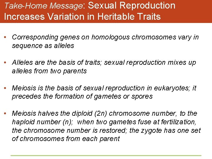 Take-Home Message: Sexual Reproduction Increases Variation in Heritable Traits • Corresponding genes on homologous