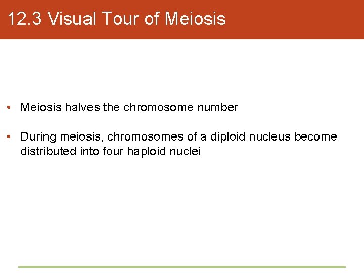 12. 3 Visual Tour of Meiosis • Meiosis halves the chromosome number • During