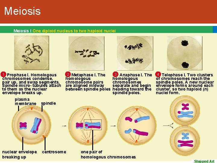 Meiosis I One diploid nucleus to two haploid nuclei 1 Prophase I. Homologous chromosomes