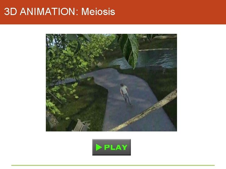 3 D ANIMATION: Meiosis 