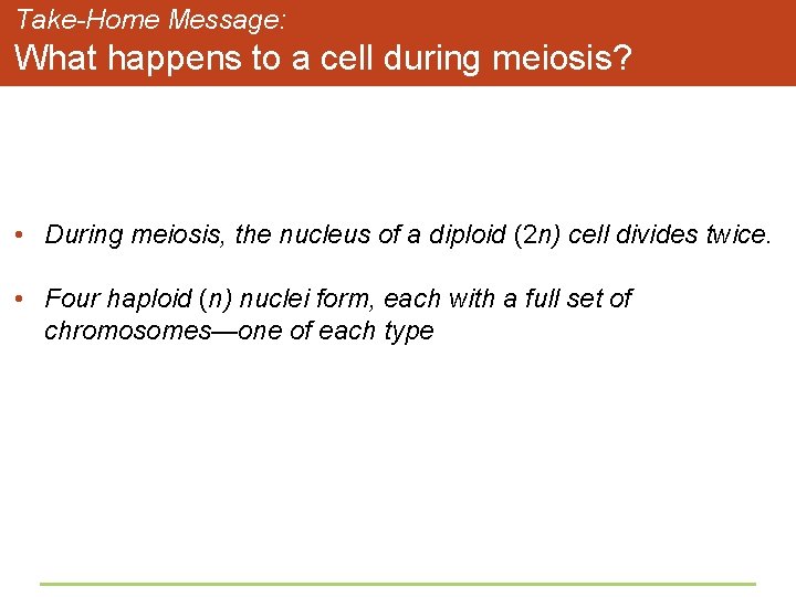 Take-Home Message: What happens to a cell during meiosis? • During meiosis, the nucleus