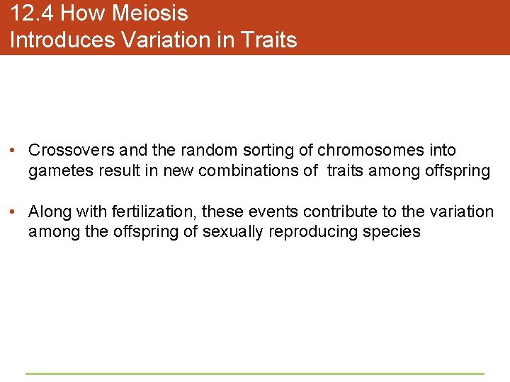 12. 4 How Meiosis Introduces Variation in Traits • Crossovers and the random sorting