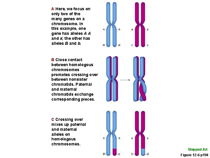 A Here, we focus on only two of the many genes on a chromosome.