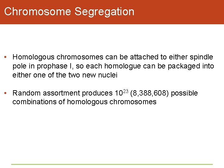 Chromosome Segregation • Homologous chromosomes can be attached to either spindle pole in prophase
