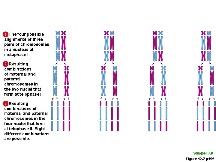 1 The four possible alignments of three pairs of chromosomes in a nucleus at
