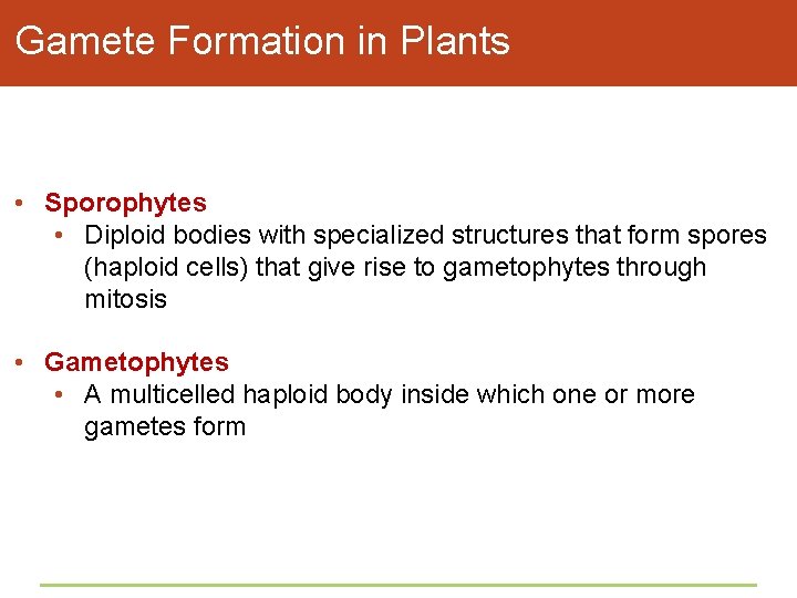 Gamete Formation in Plants • Sporophytes • Diploid bodies with specialized structures that form