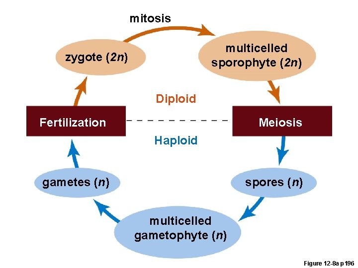 mitosis multicelled sporophyte (2 n) zygote (2 n) Diploid Fertilization Meiosis Haploid gametes (n)