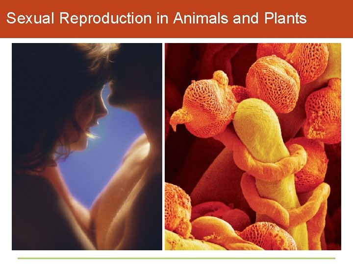 Sexual Reproduction in Animals and Plants 