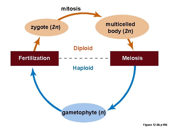mitosis multicelled body (2 n) zygote (2 n) Diploid Fertilization Meiosis Haploid gametophyte (n)