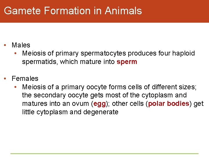 Gamete Formation in Animals • Males • Meiosis of primary spermatocytes produces four haploid