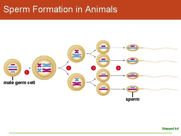 Sperm Formation in Animals 2 3 4 1 male germ cell sperm Stepped Art