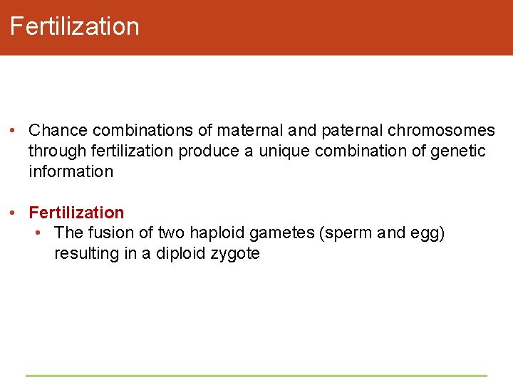 Fertilization • Chance combinations of maternal and paternal chromosomes through fertilization produce a unique