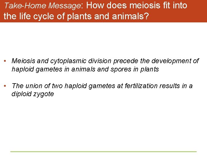 Take-Home Message: How does meiosis fit into the life cycle of plants and animals?